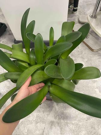 Комнатное растение гемантус