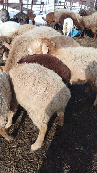 Продам бараны тохтушки