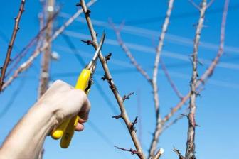 Сезонная обрезка плодовых деревьев. Обработка. Стелька рулонных газонов.