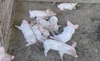 Продам мясных поросят