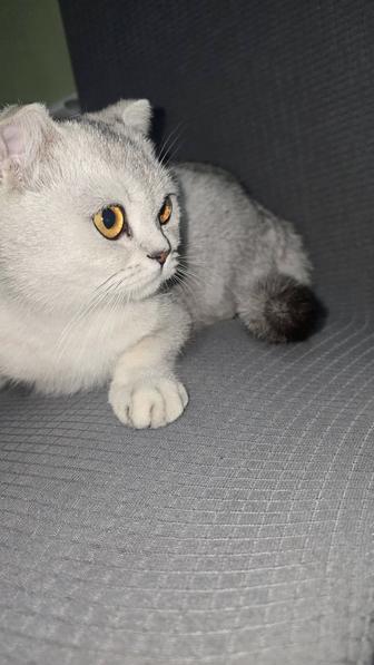 Скоттиш fold девочка 10месяцев