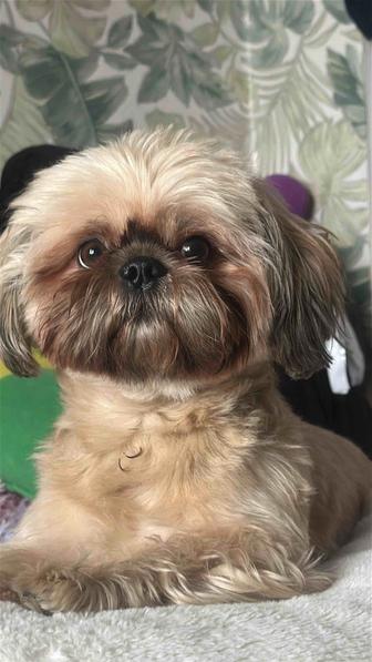 Ищет невесту прекрасный Ши- тцу