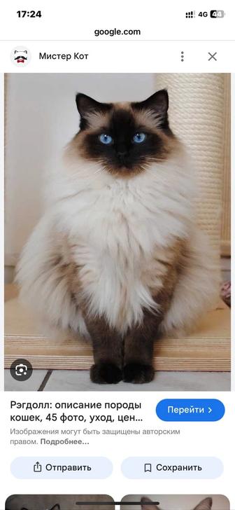 Отдам котика