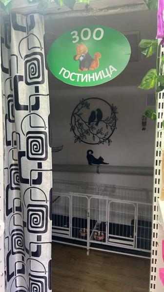 Передержка животных