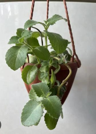 Продам домашнюю мяту