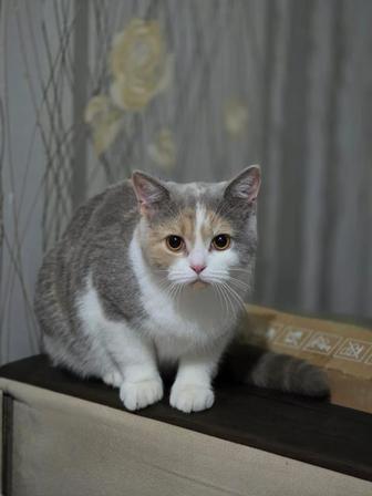 Кошка
