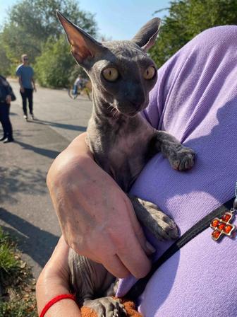 Найден кот
