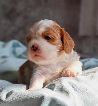 Кавалер кинг чарльз спаниель девочка бленхейм