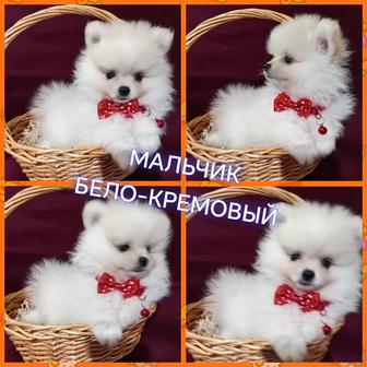 Померанские шпицы.Мини.Мишки. Малыши шикарные.Цена 100 000. Доставка по РК