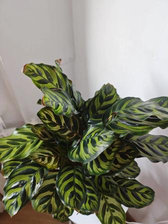 Калатея Макояна