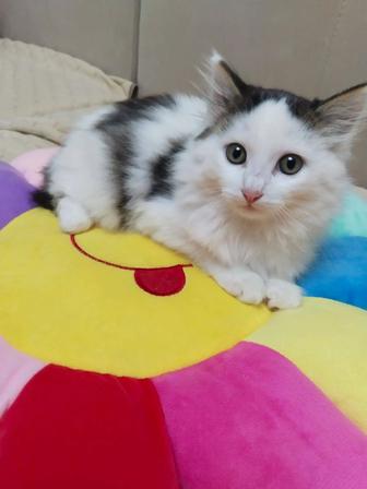 Отдадим котенка в хорошие руки