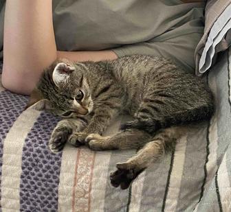 Отдам в добрые руки котенка