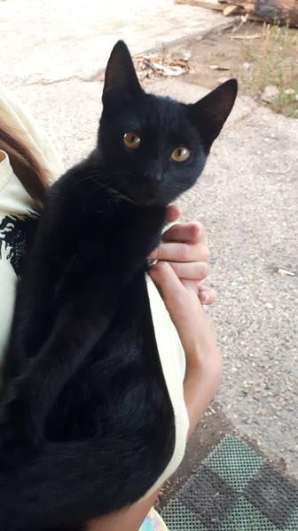 Отдам котят в хорошие руки