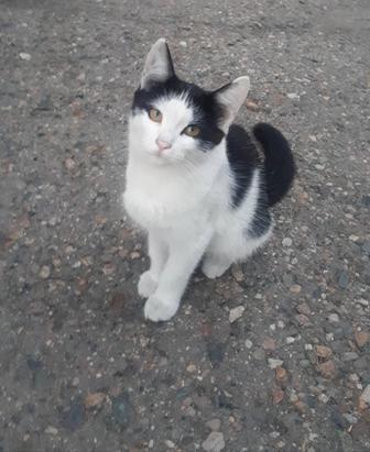 Отдам котят в хорошие руки