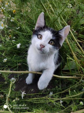 Отдам котят в хорошие руки