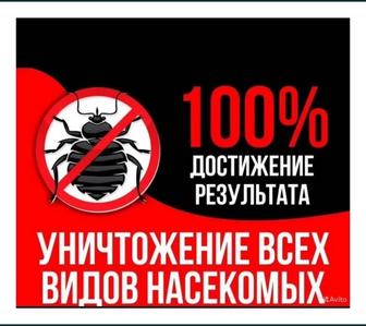 Дезинфекция Дезинсекция Дератизация