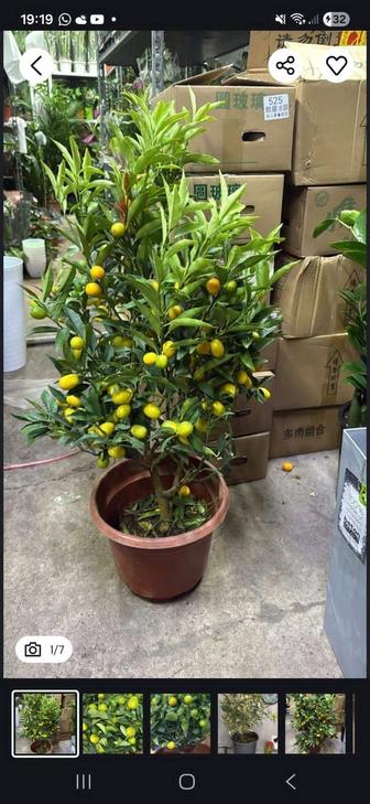 Продам цитрусовое дерево кумкват с плодами