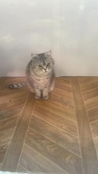 Отдам бесплатно двух котов