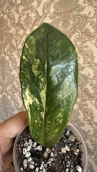 Укорененные листики вариегатного замиокулькаса Лонг Лив !