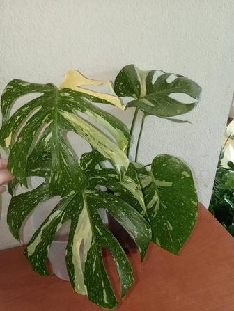 Растения