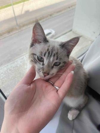 Отдаю кота в добрые руки