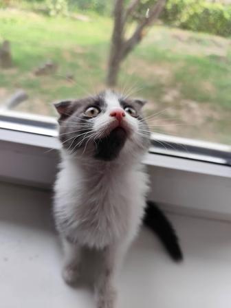 Отдам котенка в хорошие руки
