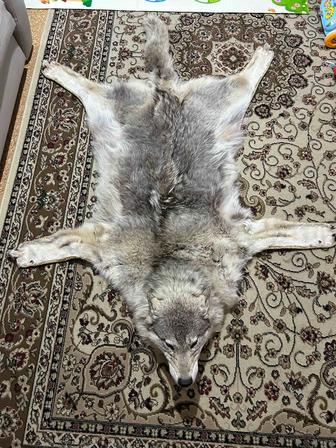 Продам шкуру волка. Имеются не большие потертости на подкладке