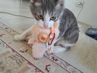 Отдам кота в хорошие руки