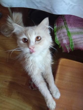 Отдам кошку в хорошие и добрые руки