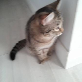 Отдам кота