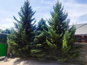 Ель живая