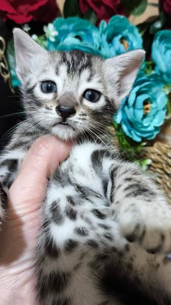 Серебро котики на Новый Год- идет бронь