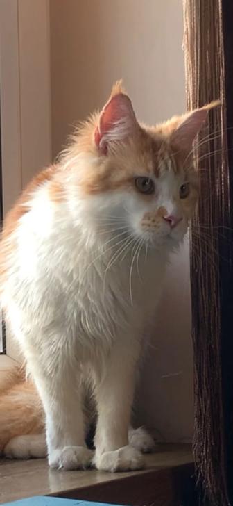 Кошка Девочка мейнкун с родословной