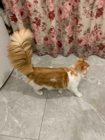 Кошка Девочка мейнкун с родословной