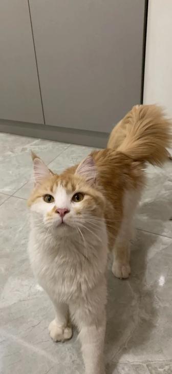 Кошка Девочка мейнкун с родословной