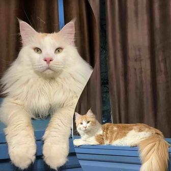 Кошка Девочка мейнкун с родословной