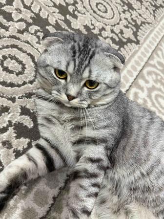 Шотландский вислоухий