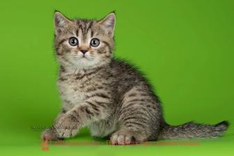 шотландские котята породистые