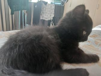 Отдам котенка