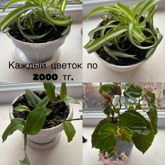 Комнатные растения