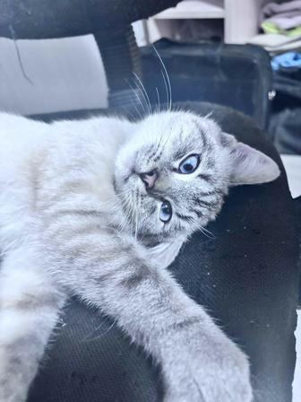 Котенок ищет дом