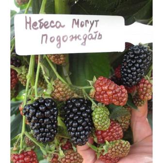 Саженцы ежевики местные