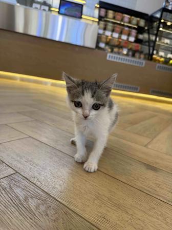 отдам двухмесячного котенка в добрые руки