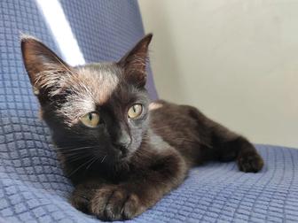 отдам двухмесячного котенка в добрые руки