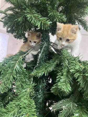 Милые котята в добрые руки