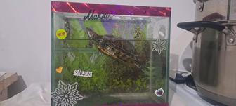Отдам даром красно  черепаху