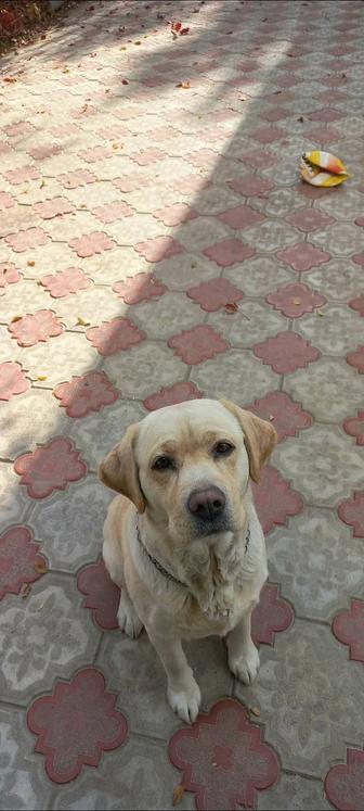 Продам лабродара девочка