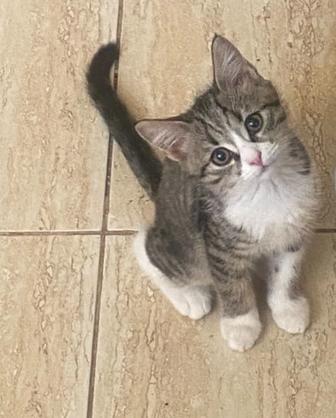 Отдам котенка 5-6 мес