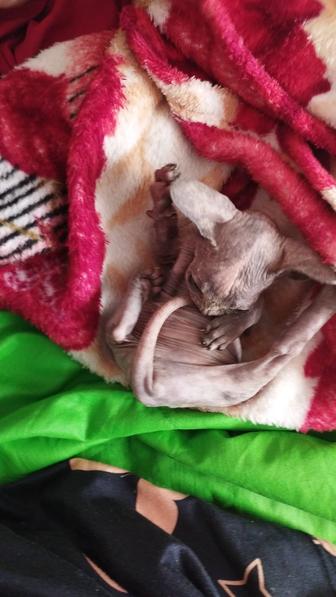 Котенок