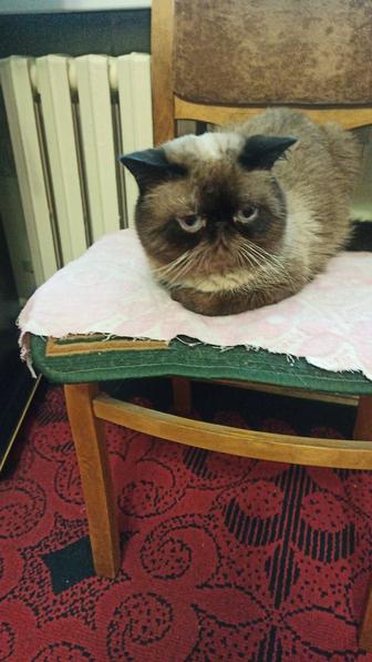 Кот экзот ищет подругу для вязки